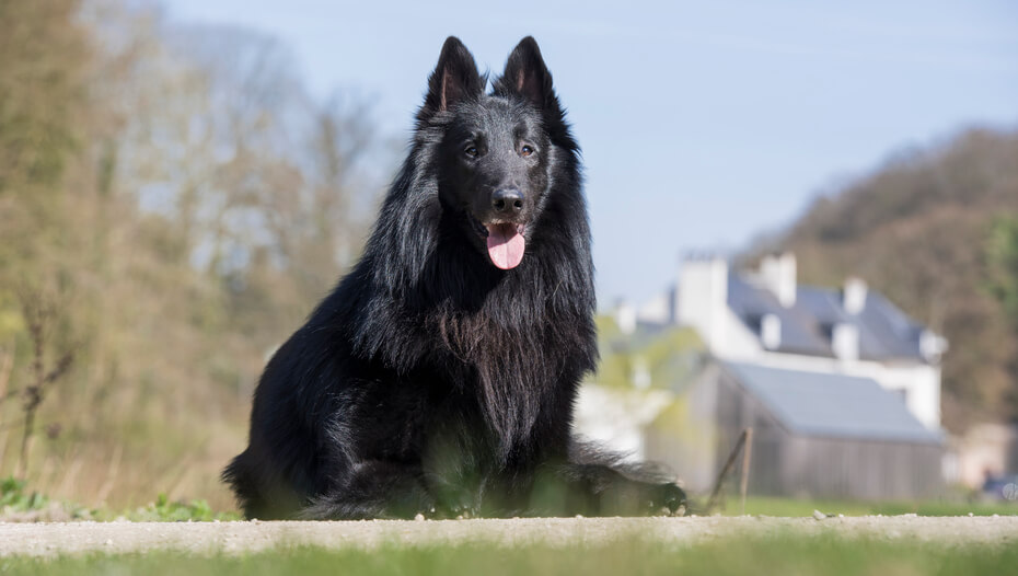 Belgian Shepherd Groenendael Dog Breed | Purina